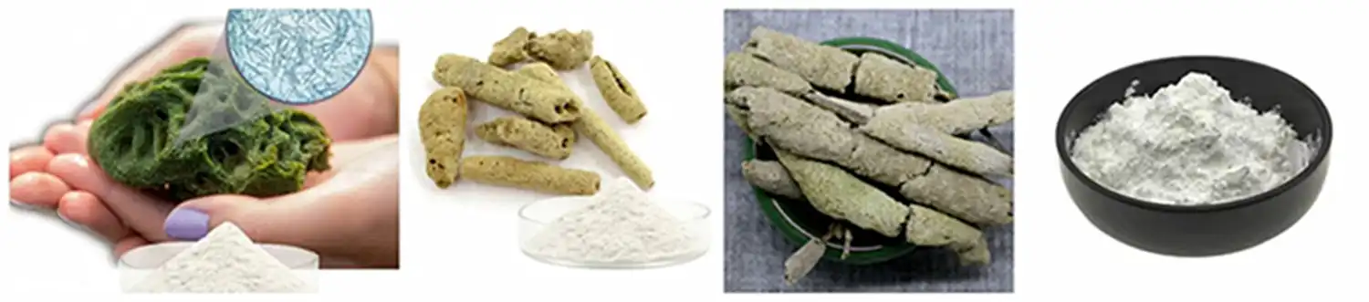 Sea sponge spicules.jpg